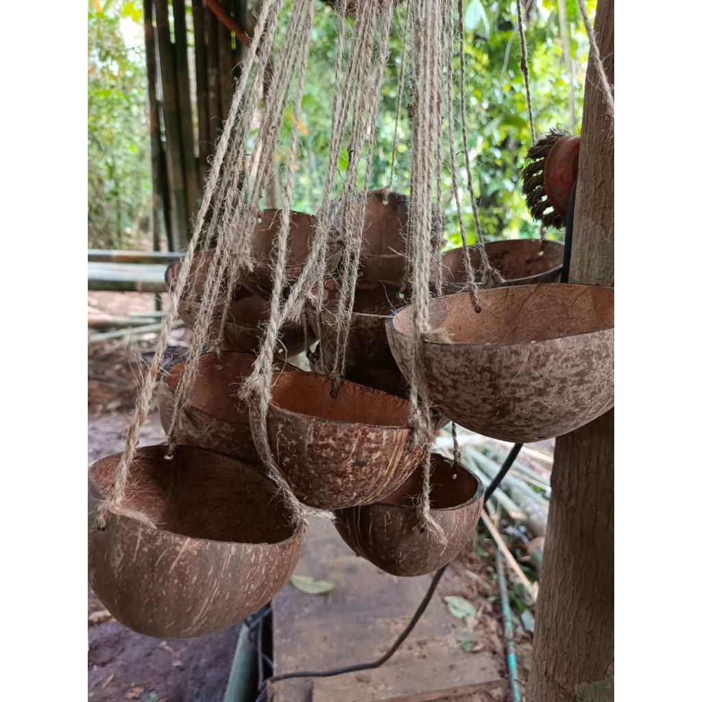 Ready pot gantung dari batok alami