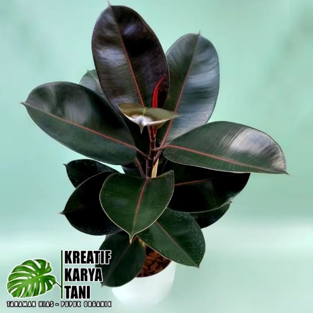 Tanaman hias karet kebo merah - Rubber Plant Ficus Elastica