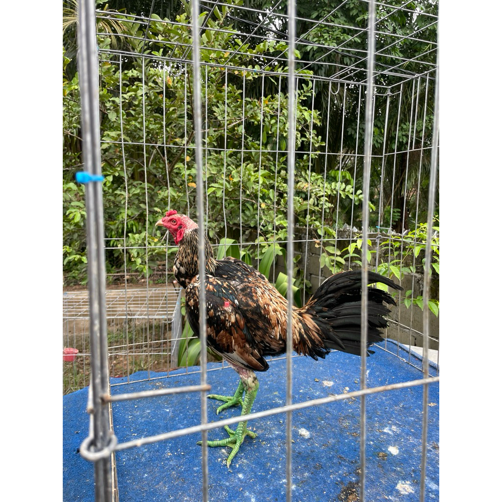 Telur.Fertil.Bulbi.Saenkhon