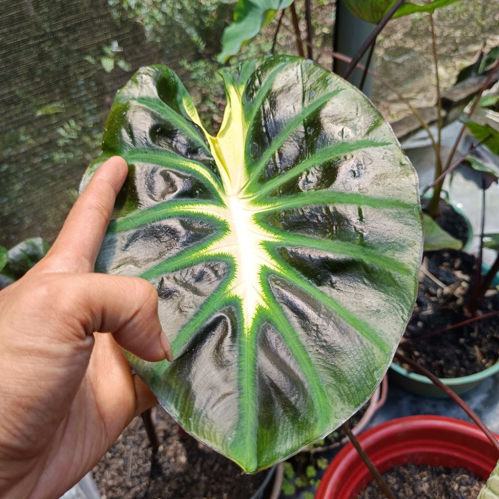 Colocasia Tossakan Thai series hybrid terbaru size anakan