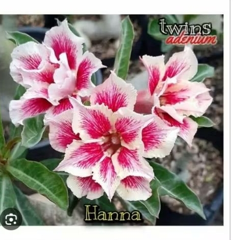 adenium bunga tumpuk kuning