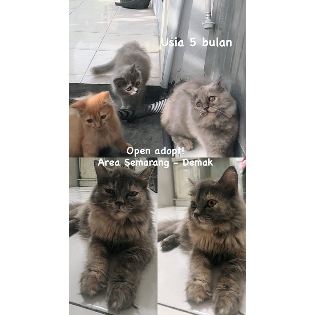 Kucing Persia Anggora Mix