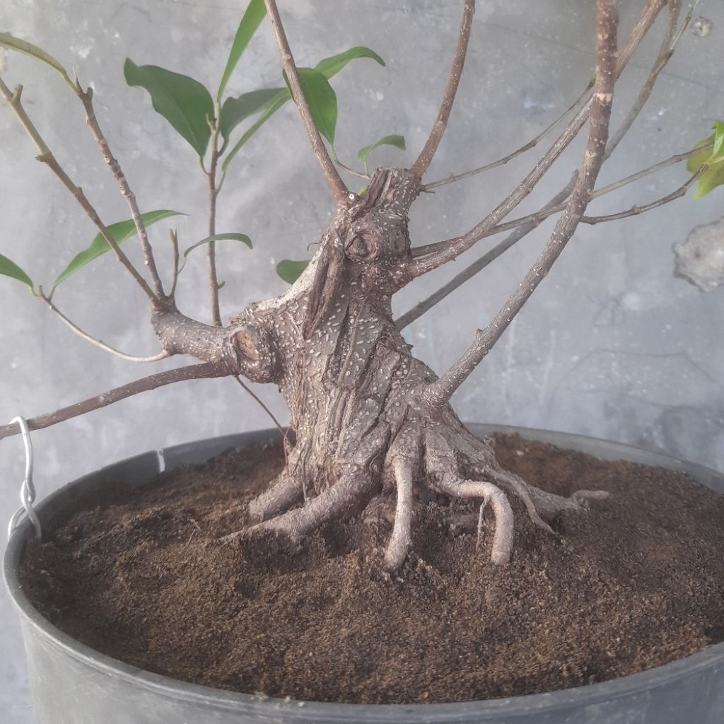Bahan Bonsai Iprik / Ficus Retusa ( Real Pict )