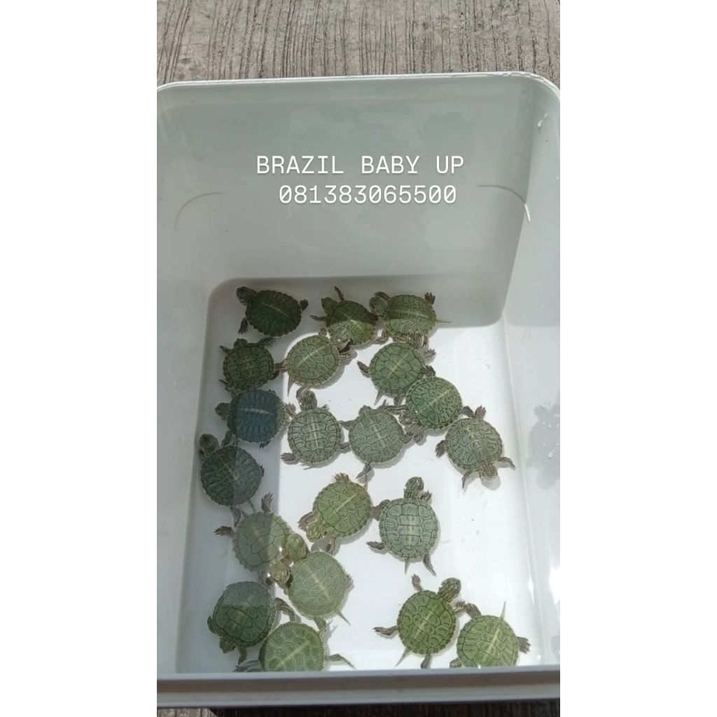 mainan kura Brazil / kura brazil