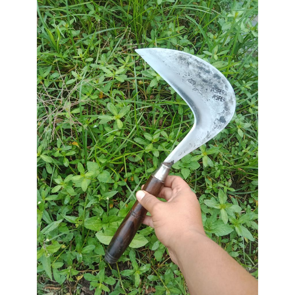Arit ASPER JATINANGOR - Sabit Pertanian Berkualitas Tinggi - Alat Panen Rumput padi ( SUPER TAJAM)