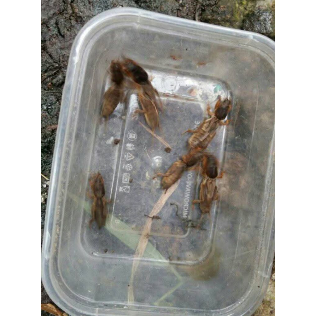 paket gaang 150ekor free 20ekor