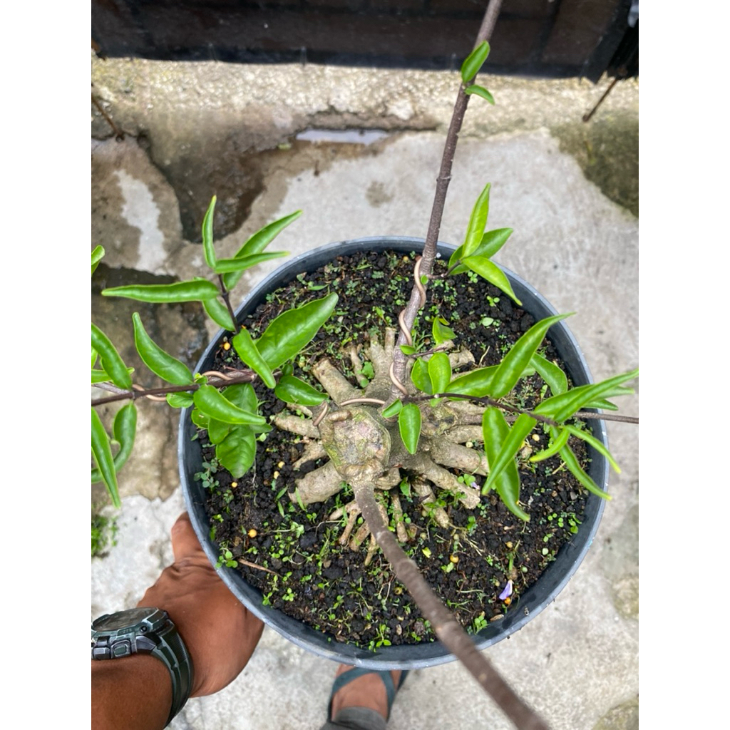 Bahan Bonsai Anput Prokar