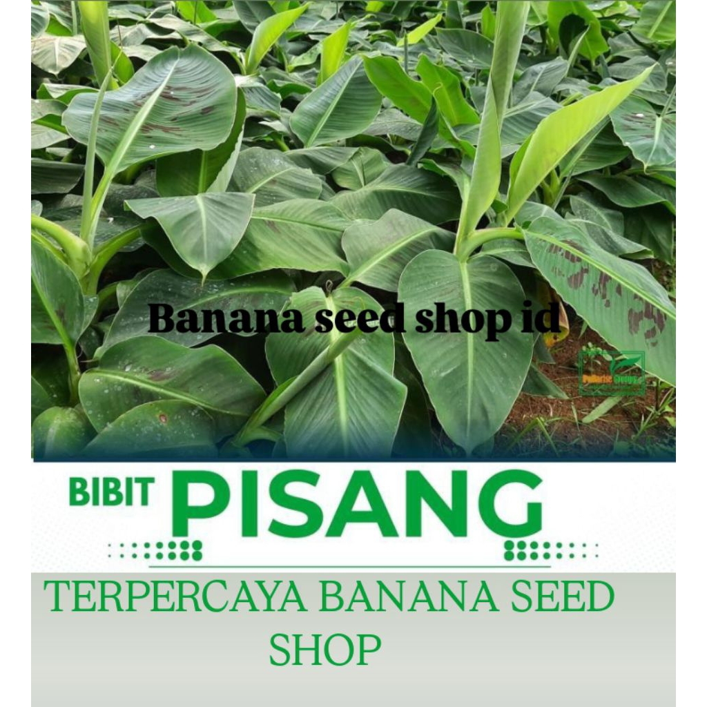Bibit pisang Cavendish F17 Super Unggul Kualitas terbaik