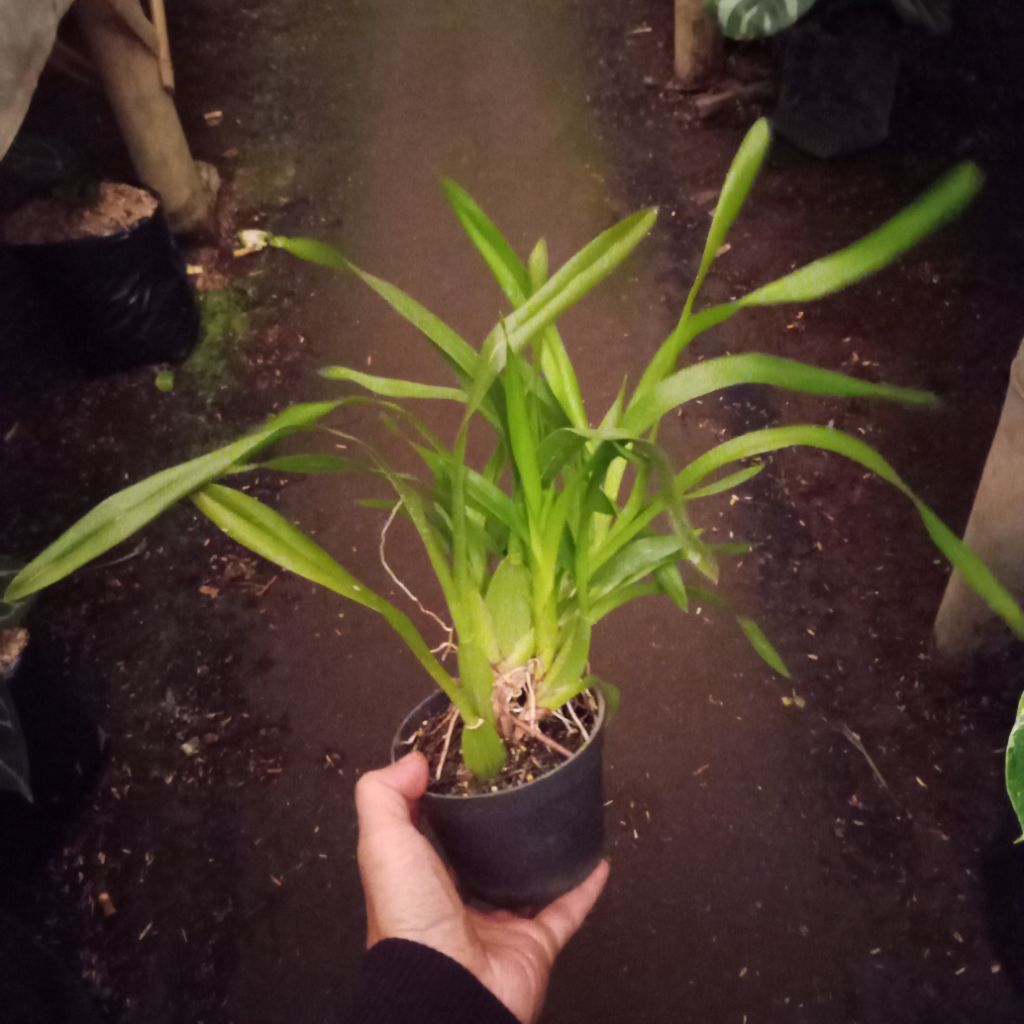 Bibit bunga anggrek oncidium golden shower warna kuning