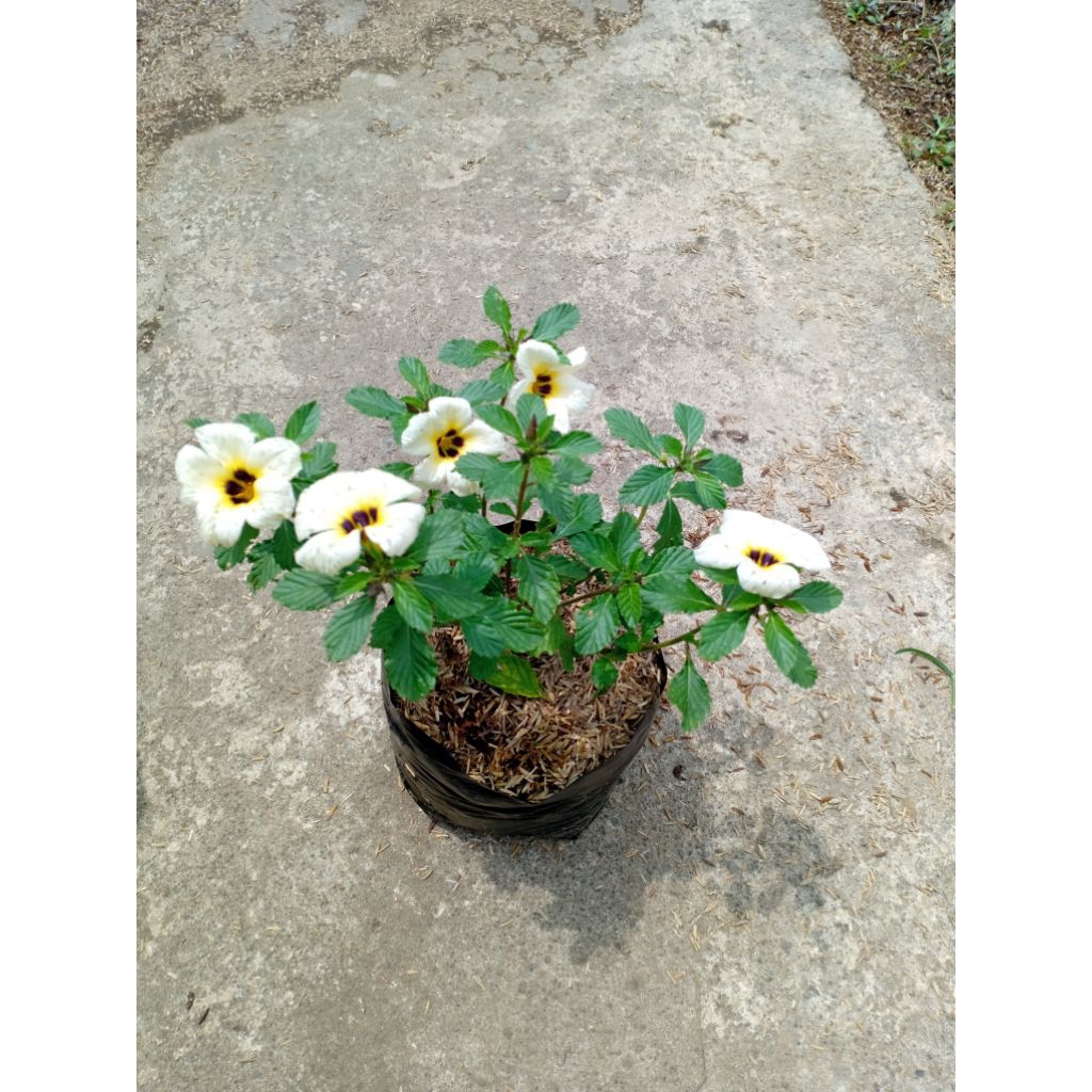 tanaman hias yolanda / bunga yolanda tanaman hias pukul 9