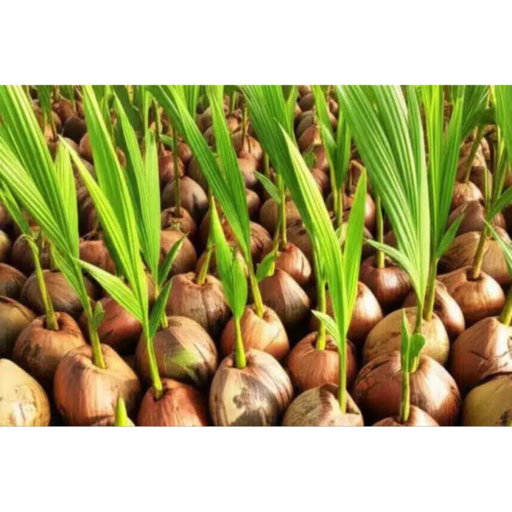 bibit kelapa genjah, kelapa hibrida