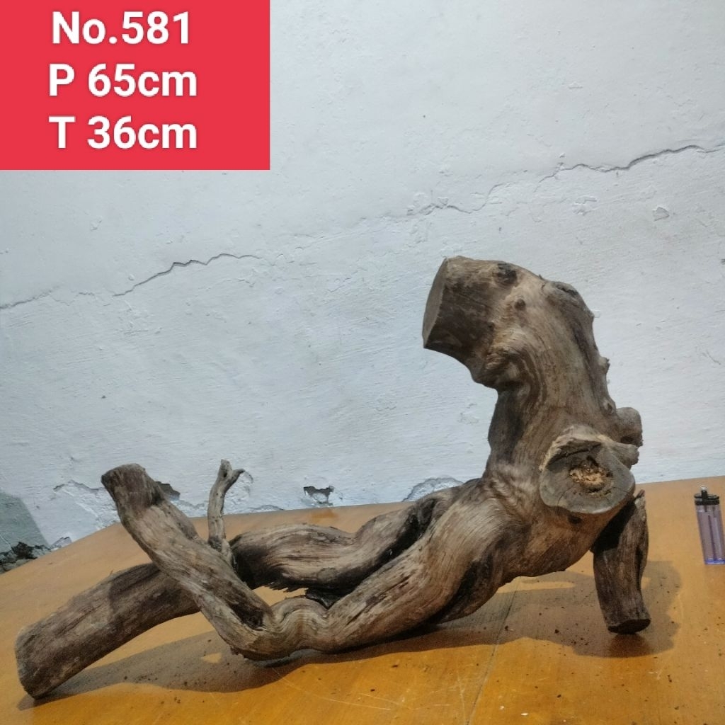 bonggolan akar santigi laut akar detailing aquascape aquarium 581