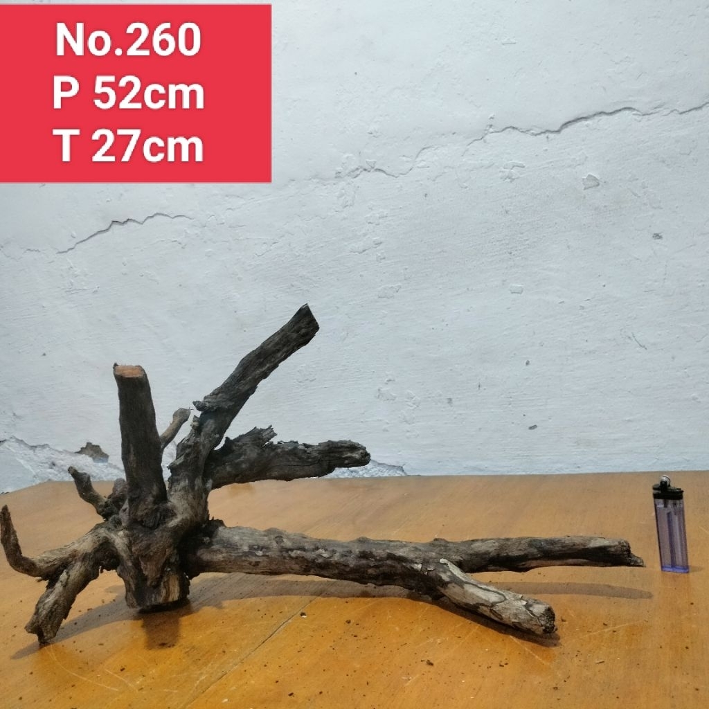 akar santigi laut akar santigi Lanang akar dekorasi aquascape aquarium 260