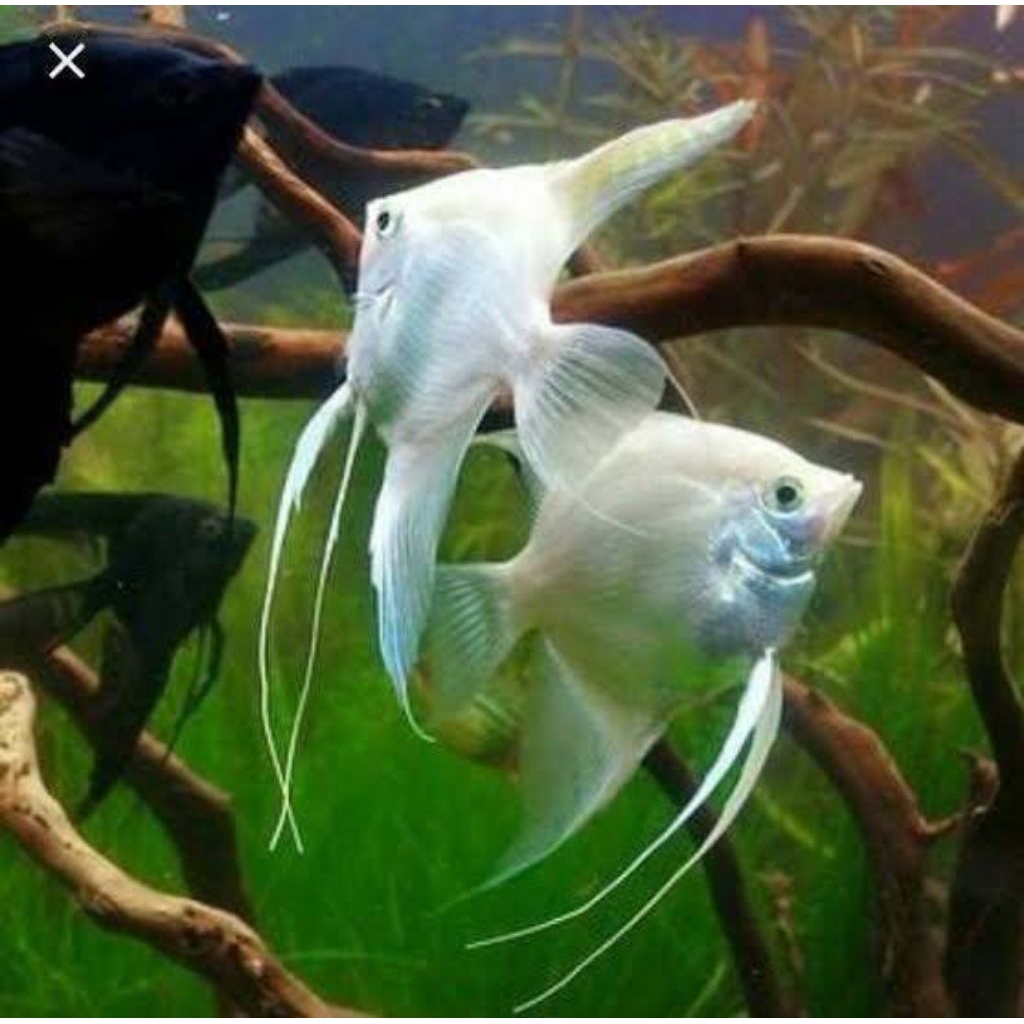 2 pcs manfish  platynum jumbo accessories aquarium