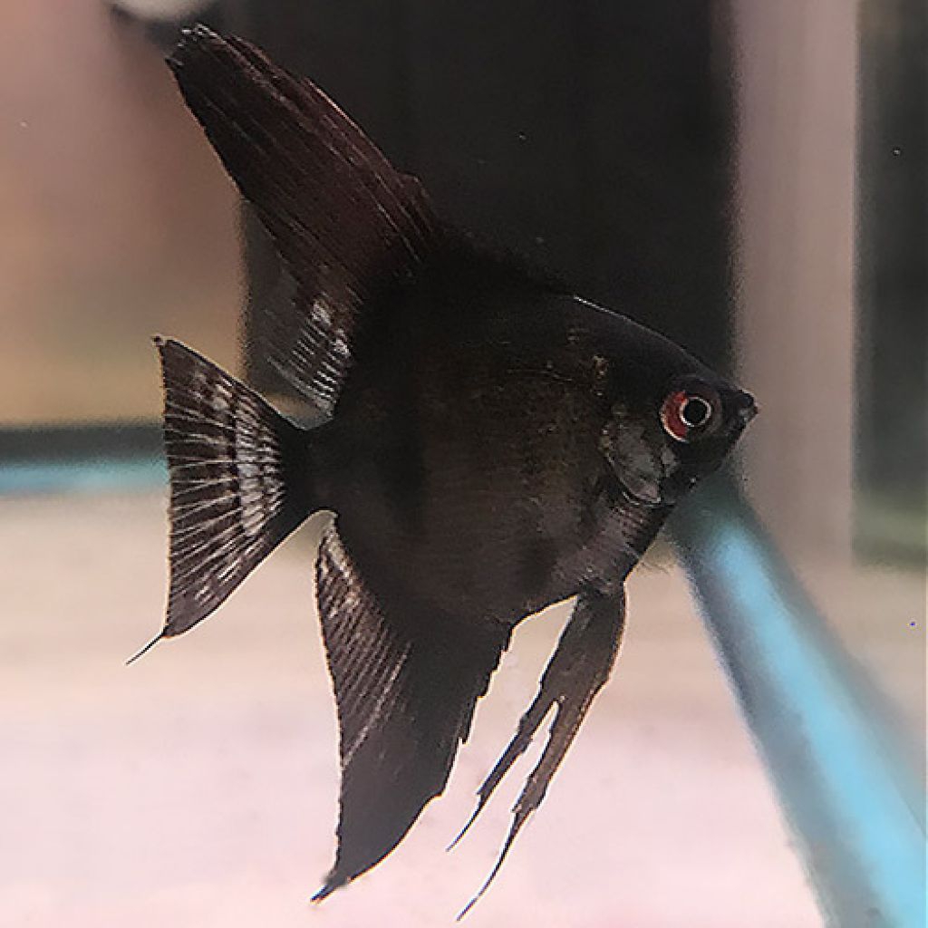 2pcs black angel manfish  jumbo