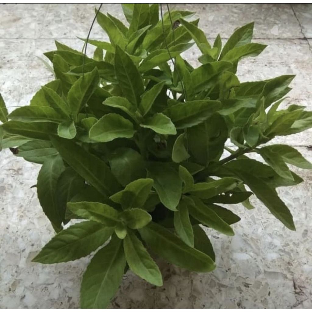 Tanaman Herbal Sambung Nyawa / Bibit Pohon Herbal Daun Sambung Nyawa