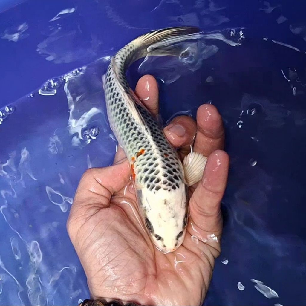 Ikan Koi Blitar Jenis Kujaku / Rumah Koi Jakarta / kode 0015