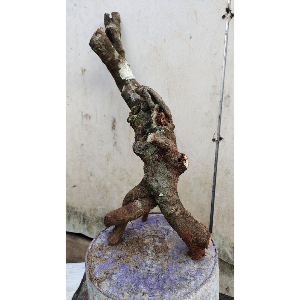 bahan bonsai Kaliandra lokal bunga merah