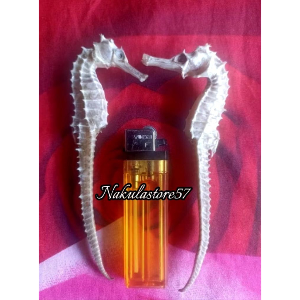 Kuda Laut Kering Grade A Super ukuran 11cm-15cm (1pcs)