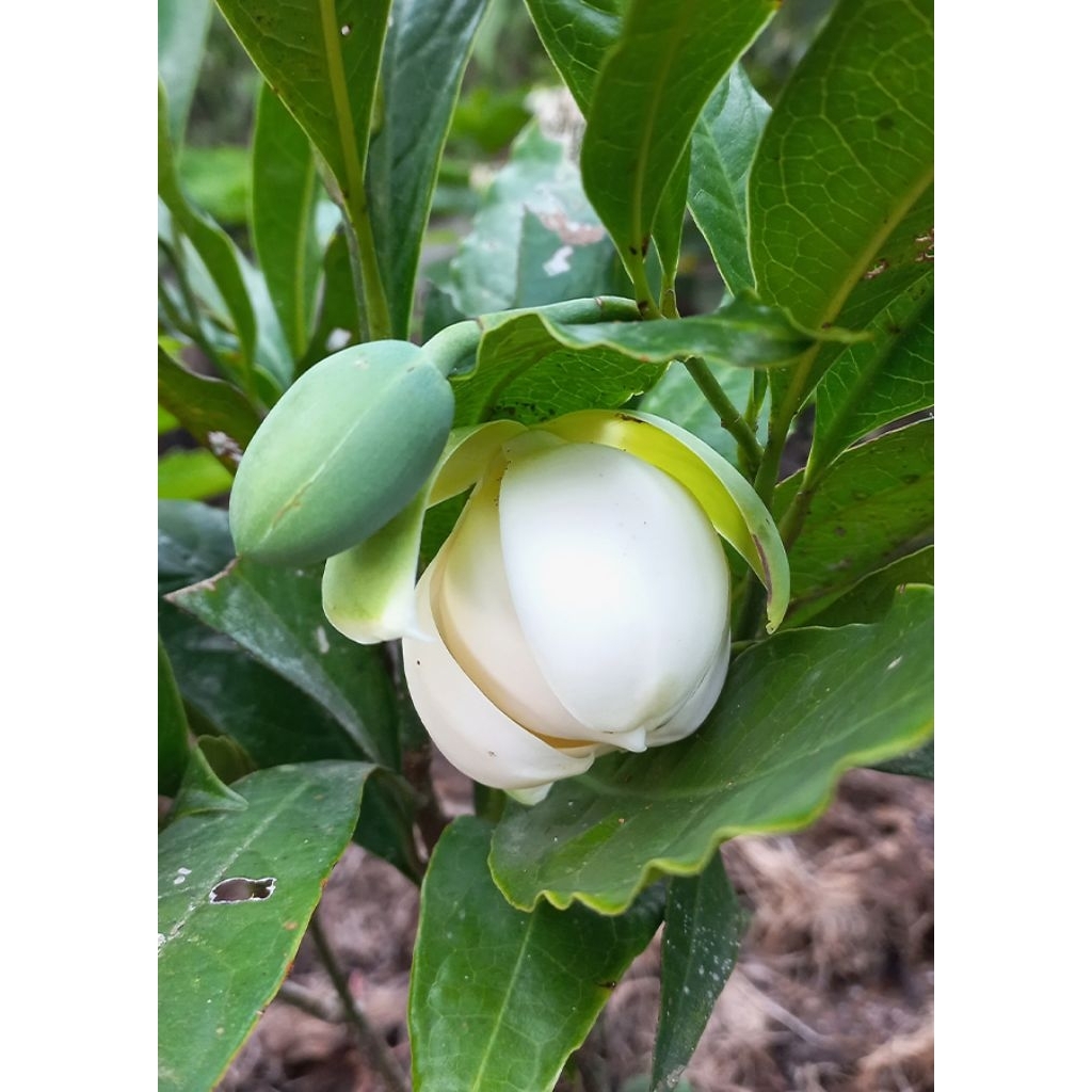 bibit jahe hitam jahe wuliung