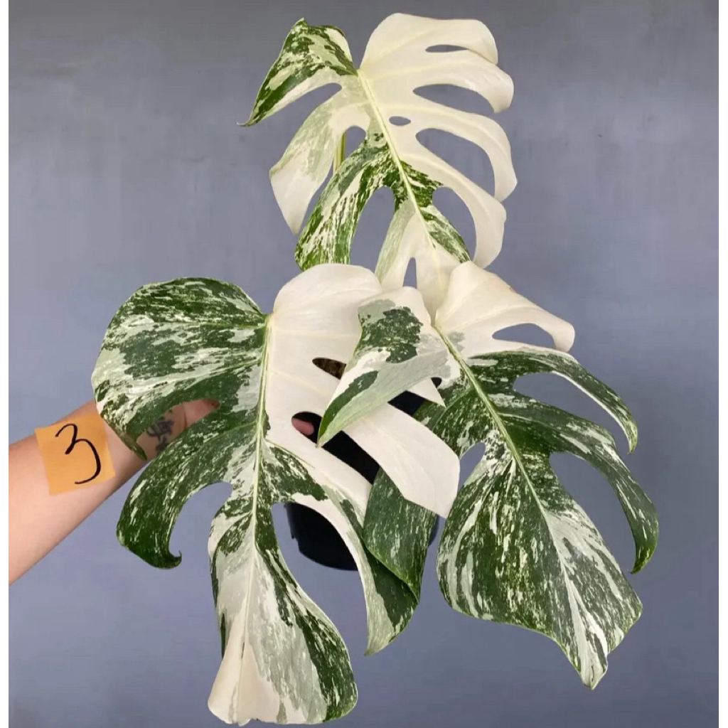 Monstera Varigata remaja 3-4 Daun