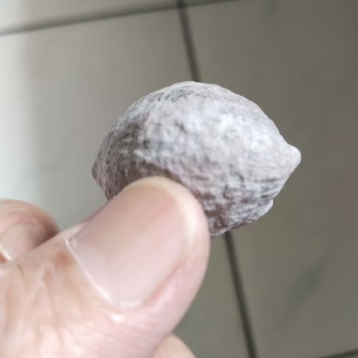 Kemiri Adu Muncang Adu Jabra Si Besi Size Kecil