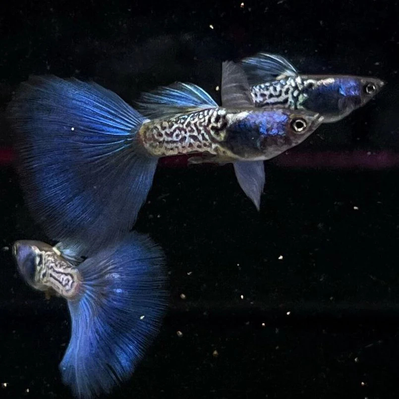 PAKET INDUKAN 50RB ISI 4 EKOR - ikan hias guppy MSSBT (metal snake skin blue tail)