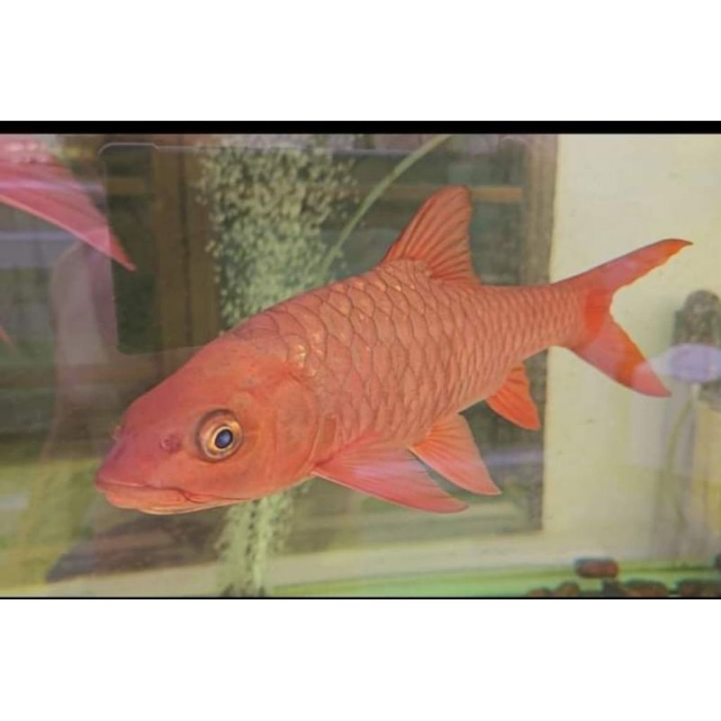 Mahseer Kelah Merah Asli Hulu Trengganu (Kelah Bara)
