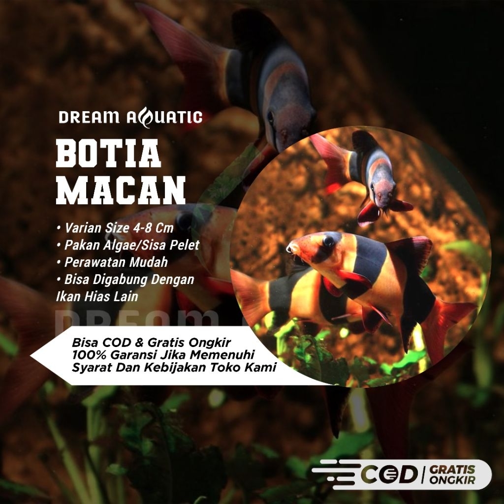 JUAL BOTIA BADUT/MACAN 4-8 CM HIASAN AQUARIUM/AQUASCAPE