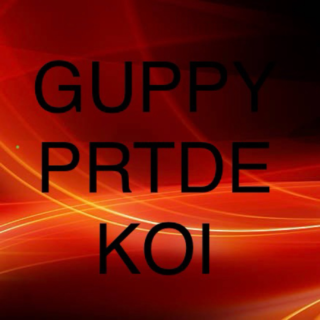 1 PAIR GUPPY PRTDE KOI TOP GRADE PLATINUM RED TAIL DUMBO EAR KOI SEPASANG ORIGINAL BIG EAR MEWAH TOP