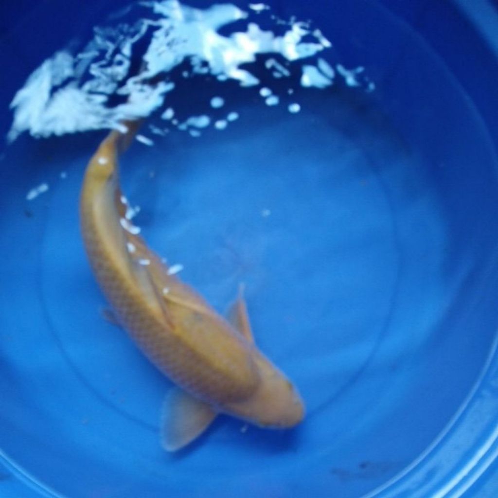 ikan koi blitar jenis chagoi size 45 cm jantan