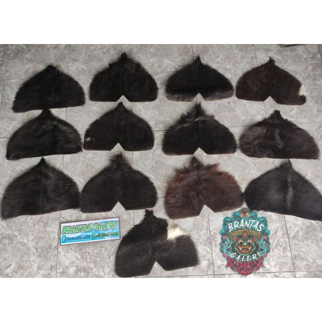 Simbar barongan / singo barong / gubat sapi / rambut sapi