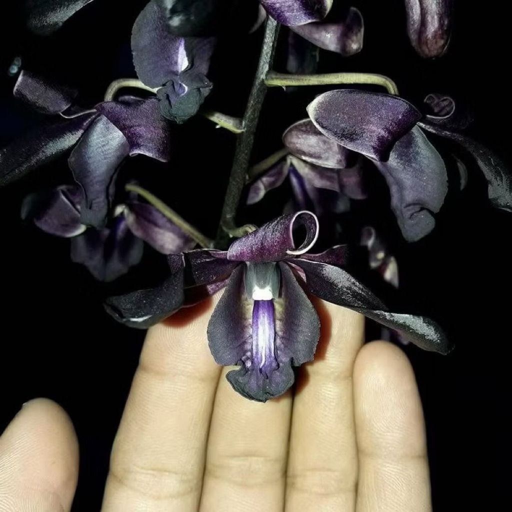 Dendrobium Black Scorpion