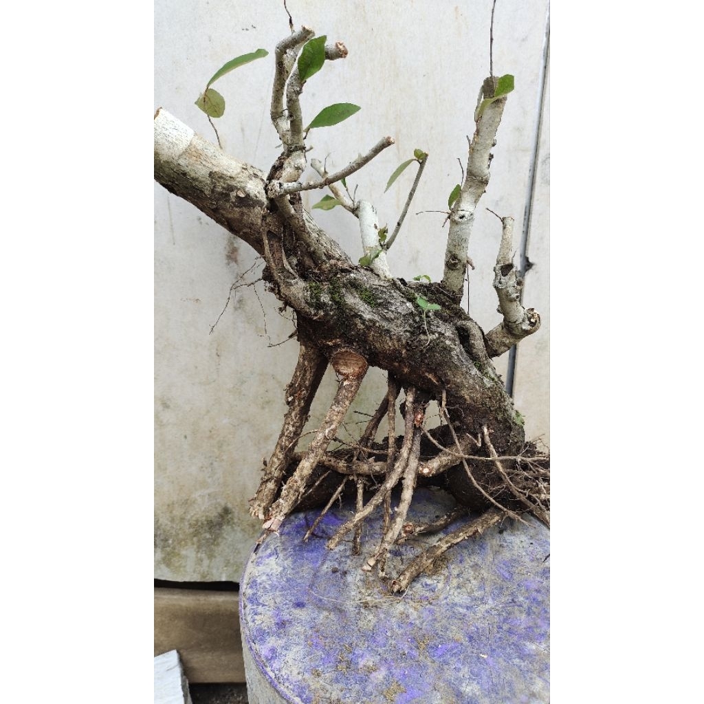 bahan bonsai walikukun realpic sesuai gambar