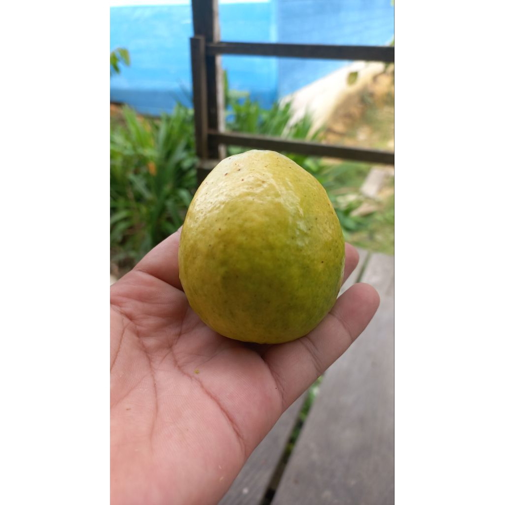 Buah langka