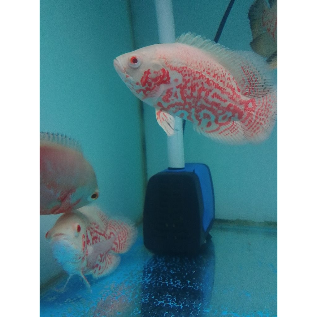 OSCAR NEMO 4 JARI (REAL PICT)