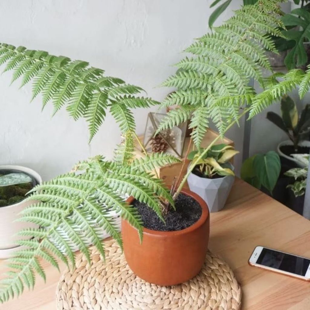 Tanaman hias pakis monyet - Pohon paku tihang