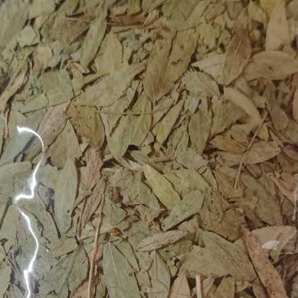 [ 1 Kg ] Daun Teh Jati Cina | Daun Sena [ Asli 100% ] [ Teh Detox & Pelangsing Badan ]