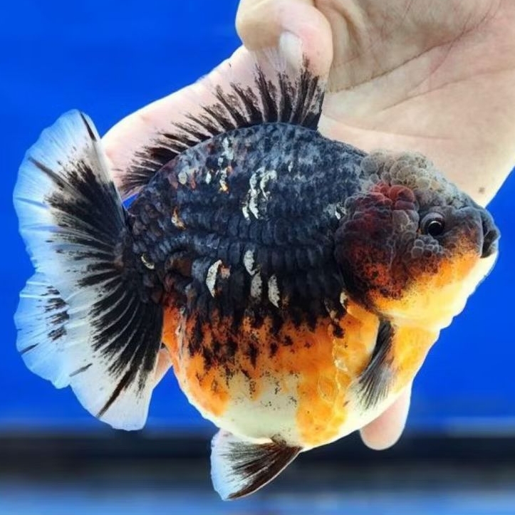 ikan koki oranda kirin jumbo 14cm