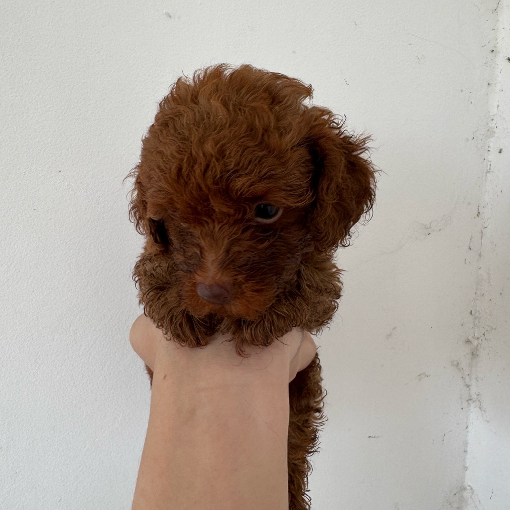 Poodle Toy Red Female Stambum / Fawn Puppy / Puppies / Baby
