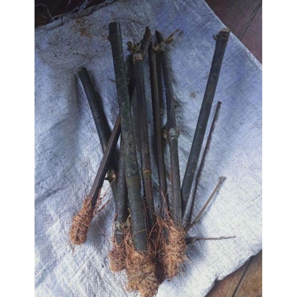 tanaman hias stek bambu hitam