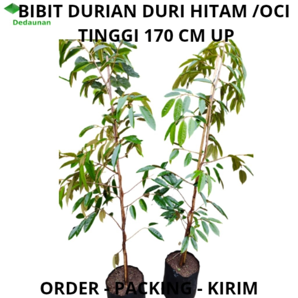 BIBIT DURIAN OCI / DURI HITAM Tinggi 160 Cm UP FREE PACKING KAYU