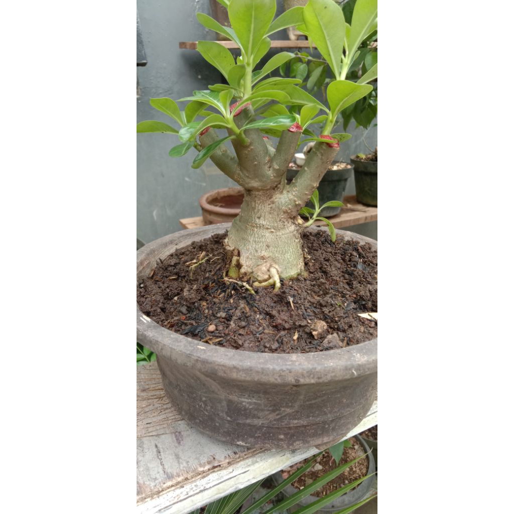 Bonsai kamboja adenium