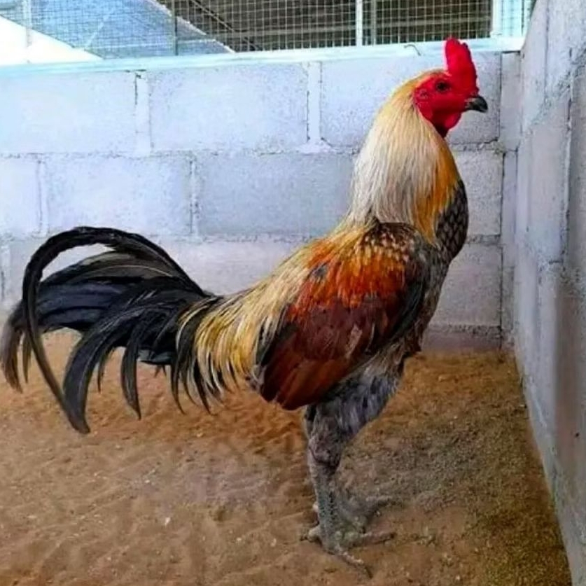 TELUR AYAM PAMA NINJA ORIGINAL