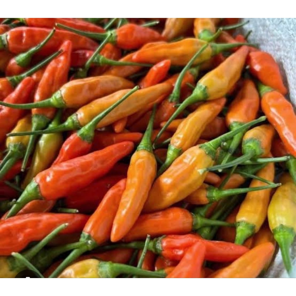 LOMBOK BESAR/LOMBOK KECIL/LOMBOK