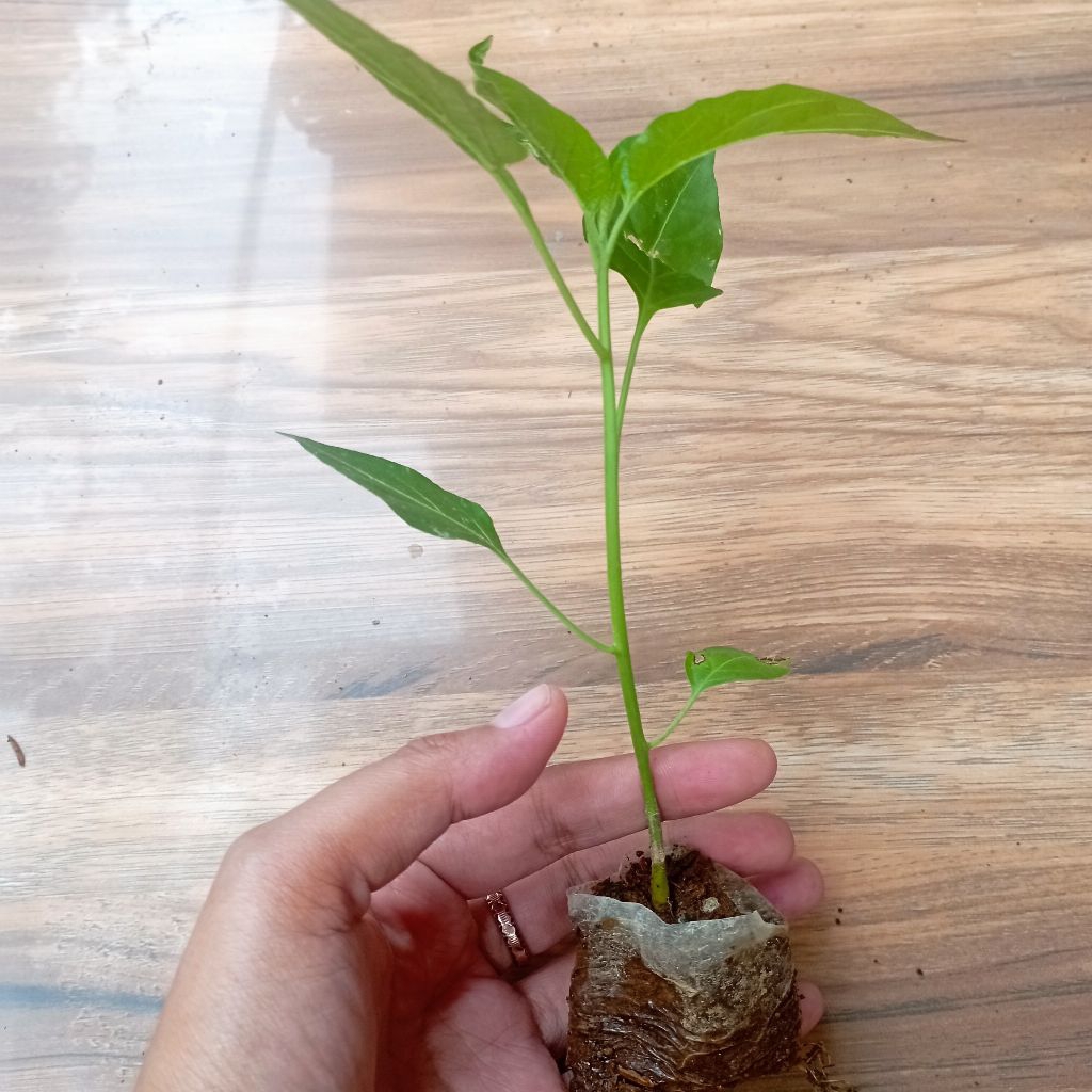 Bibit cabe rawit setan siap tanam