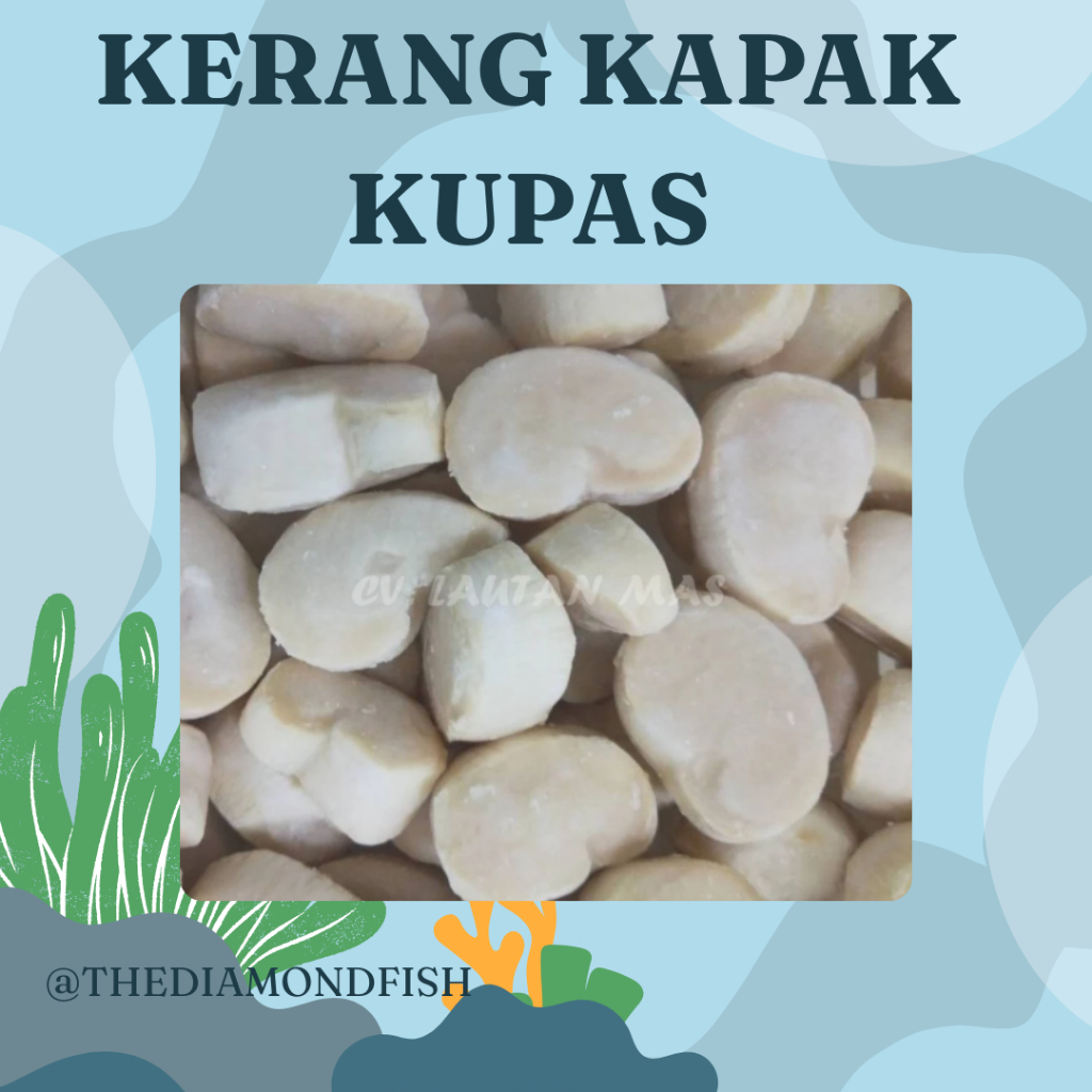 Scallop Kerang Kapak 1Kg Scallop Kerang Segar Seafood Kerang Laut Segar Fresh Frozen