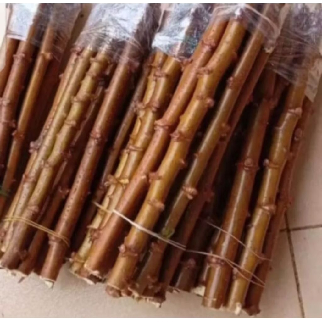 stek pohon singkong keju/singkong putih per 15 batang + bonus