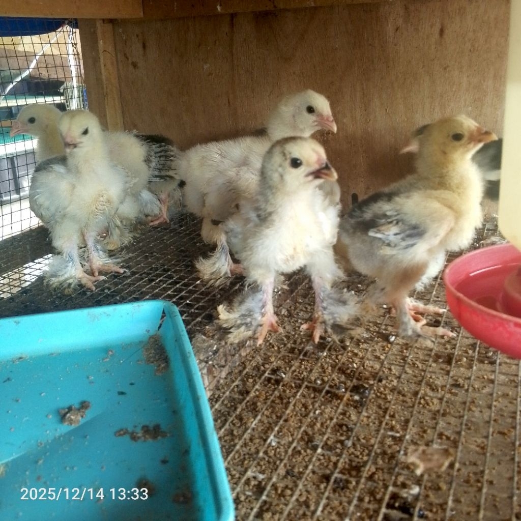 Ayam Brahma - Ayam Hias Brahma