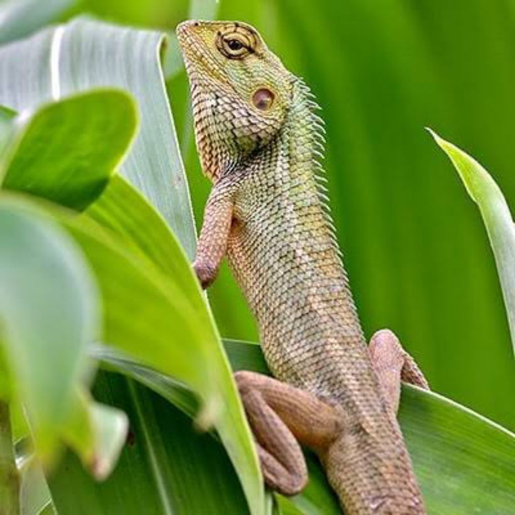 bunglon ukuran kecil/umpan reptil dll